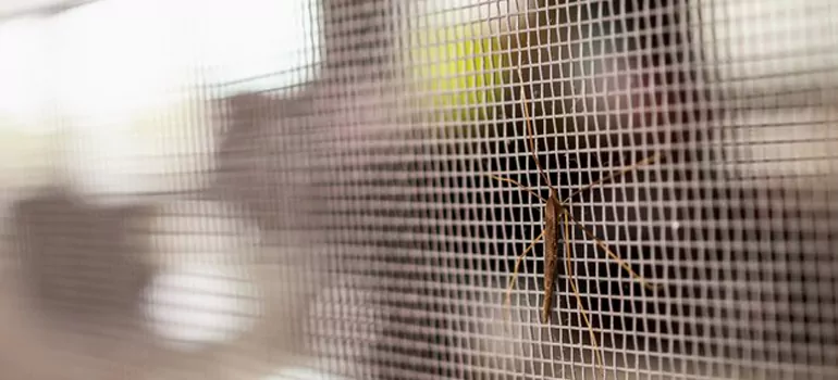 Repair Mosquito Mesh For Windows in Wekiwa Springs, FL